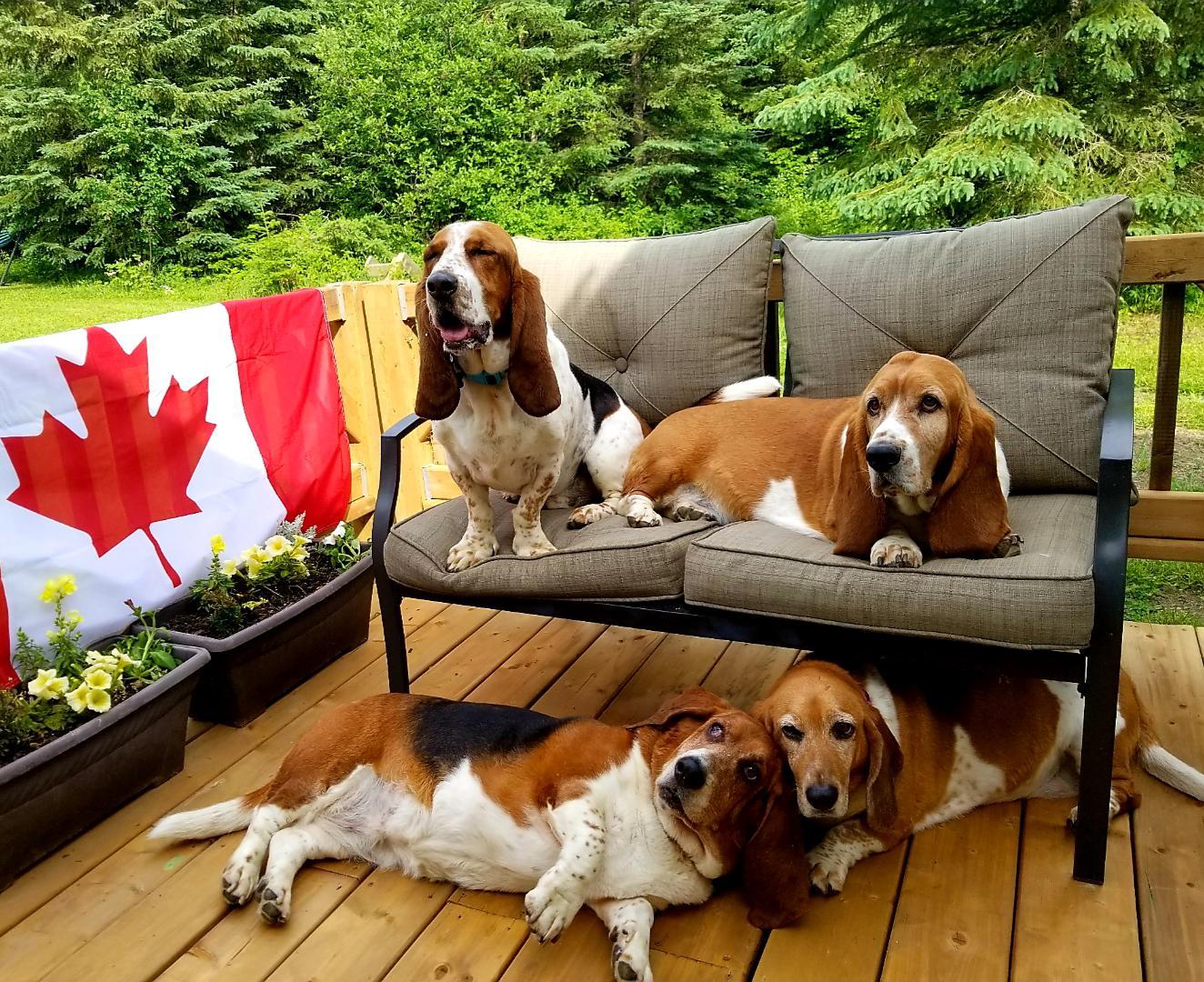 We are ready to celebrate Canada Day tomorrow too! | Scrolller