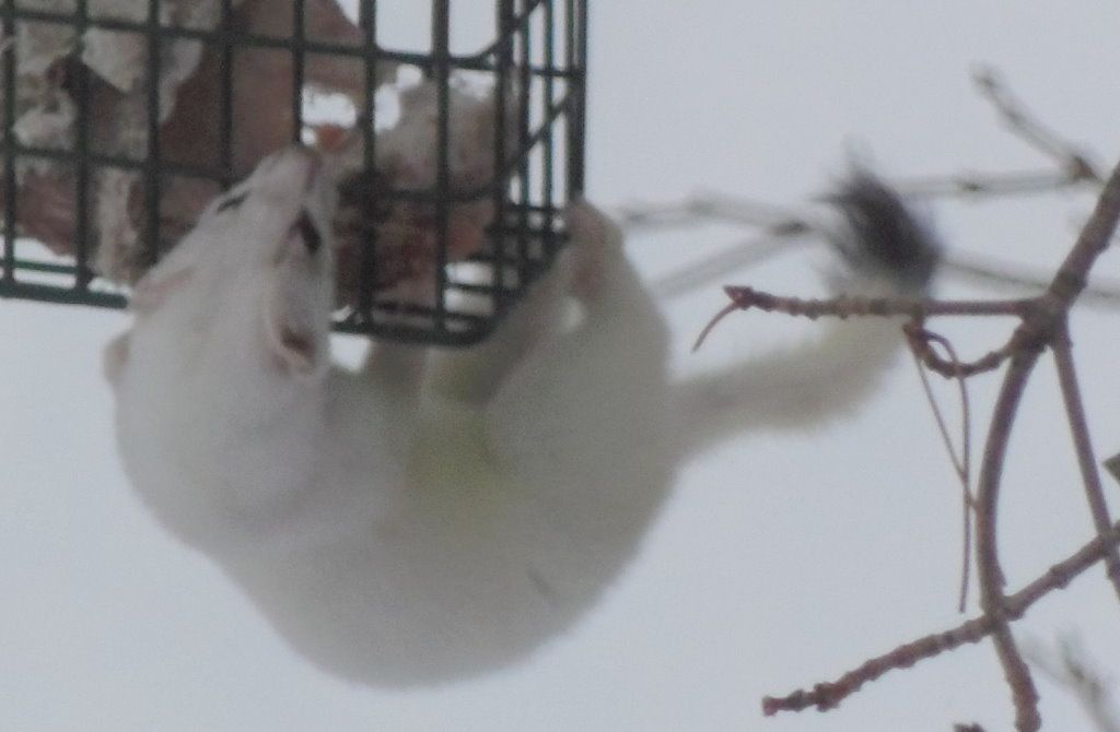 Weasel at the Bird Feeder, VT USA Scrolller