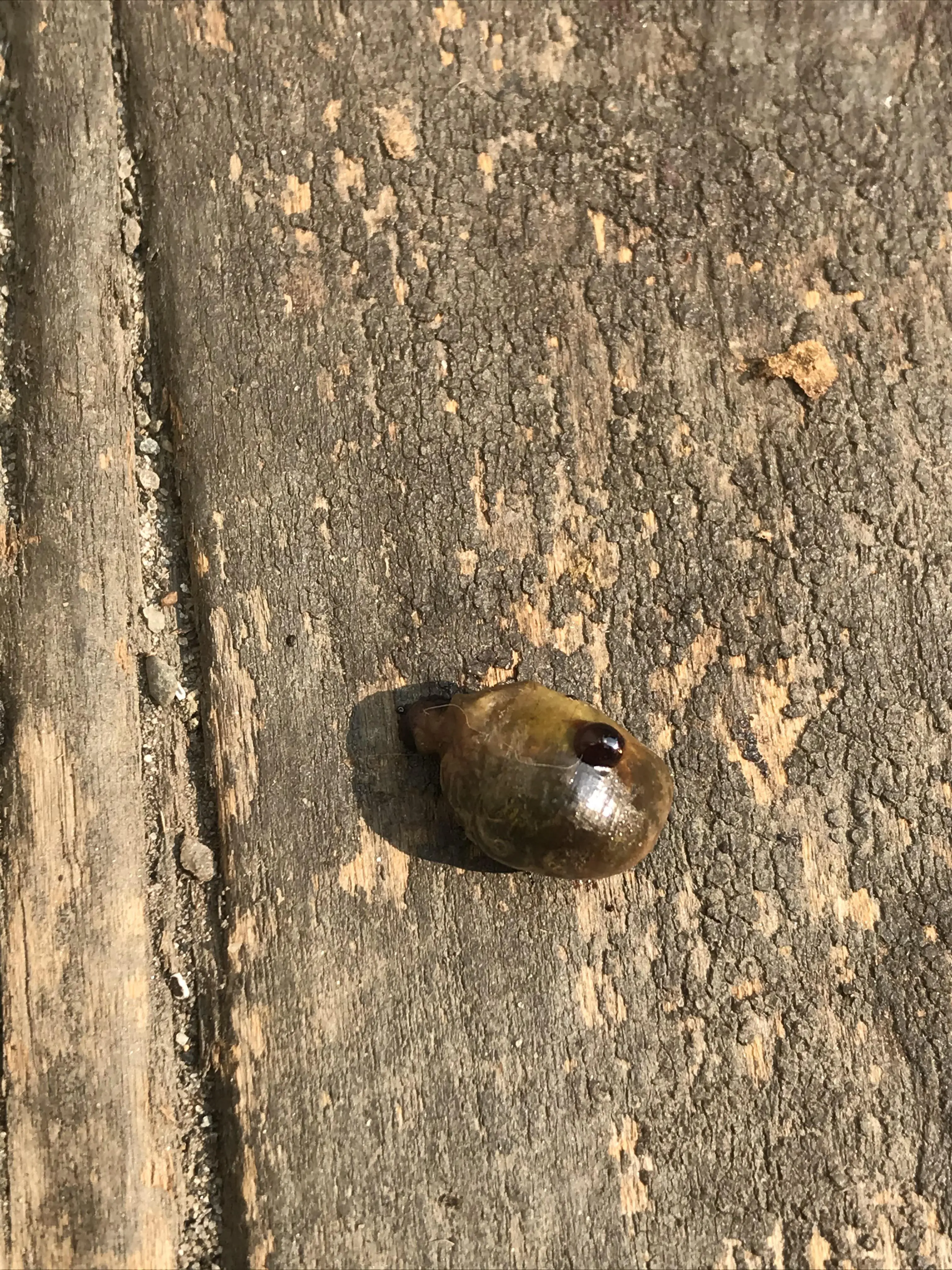 Week old liver swelled up in the sun from a mouse my cat killed. Bet it tastes great