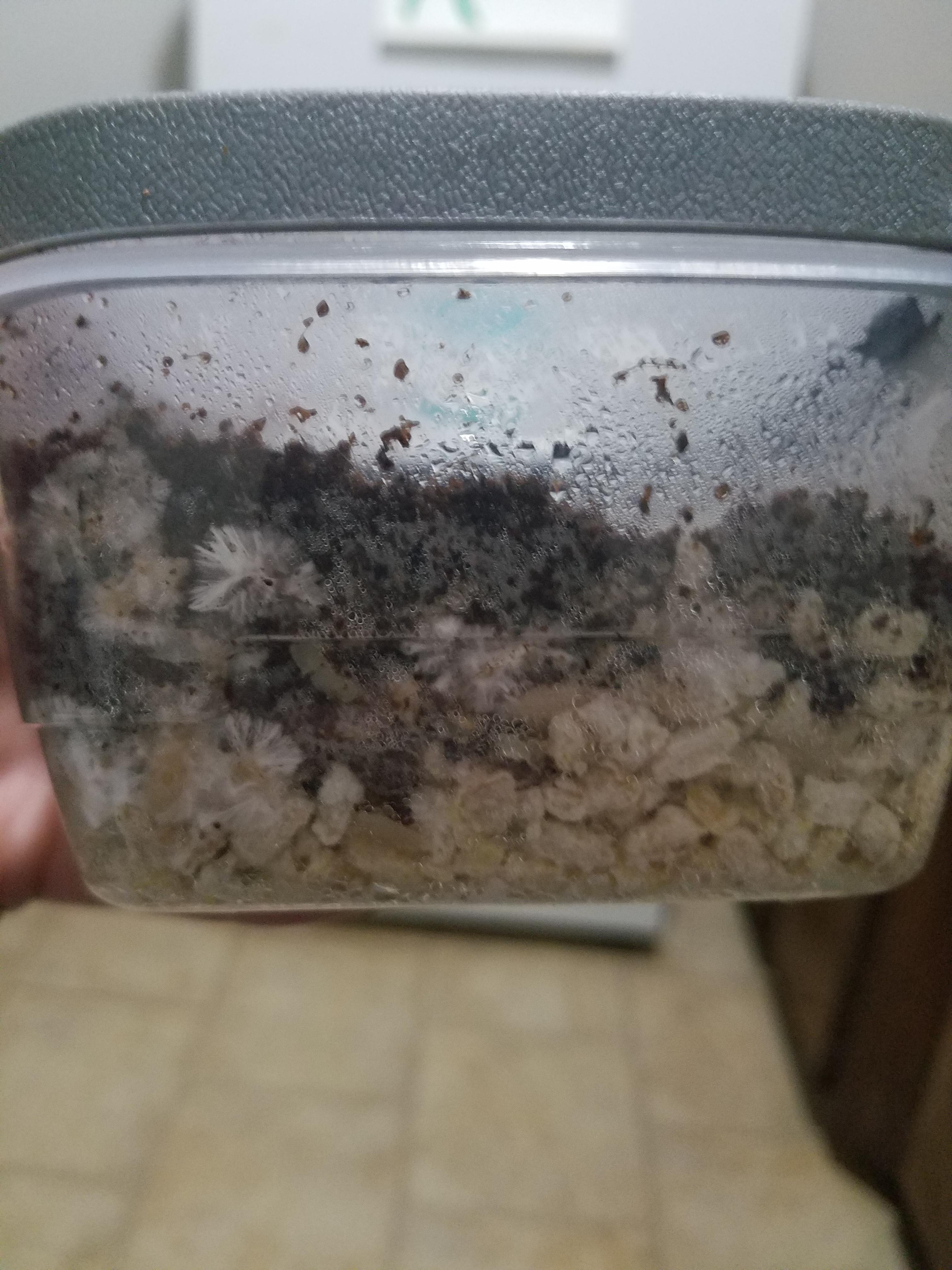 What To Do When Cakes Aren t Fully Colonized Knock The Uncolonized what-to-do-when-cakes-aren-t-fully-colonized-knock-the-uncolonized