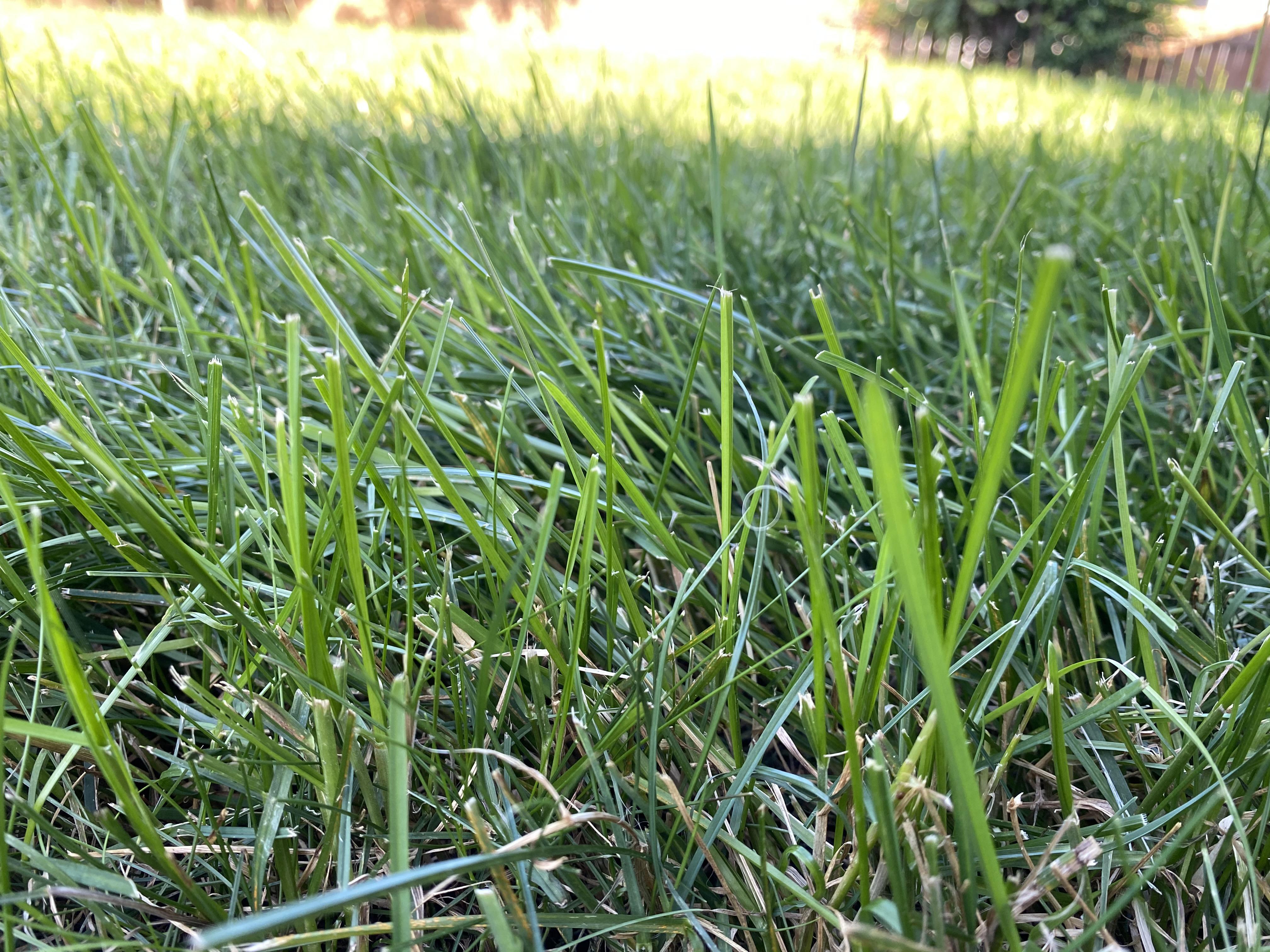 What type of grass do I have? Location: Portland, Oregon | Scrolller