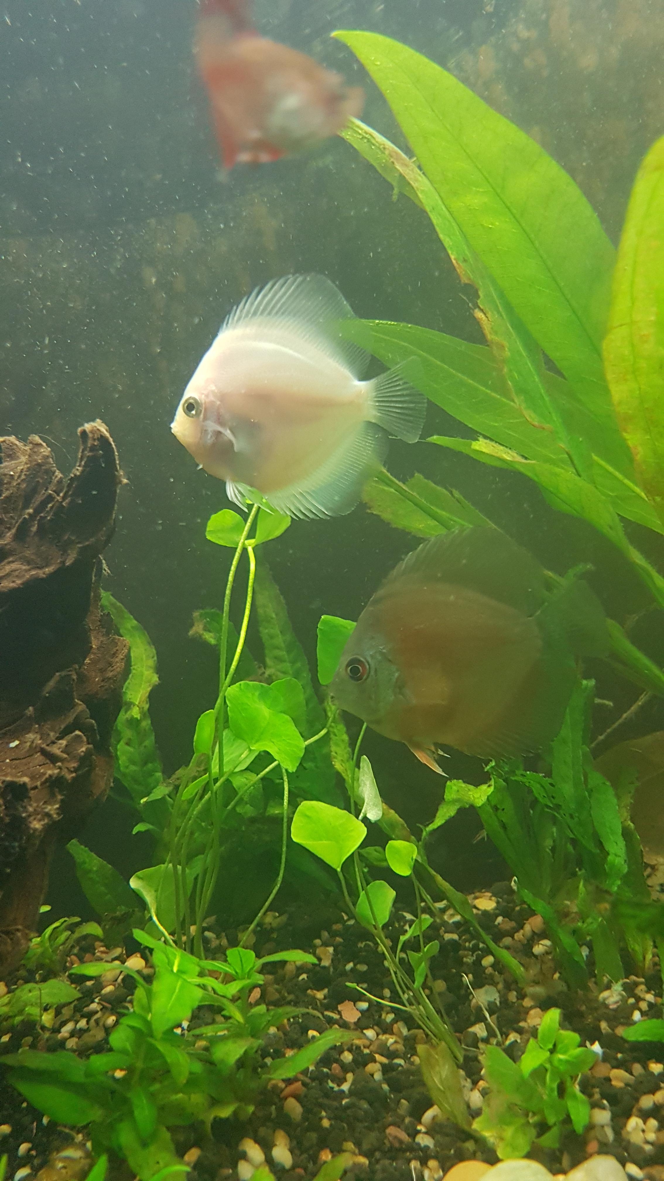 What will my orange discus look like as an adult? Not sure on strain ...