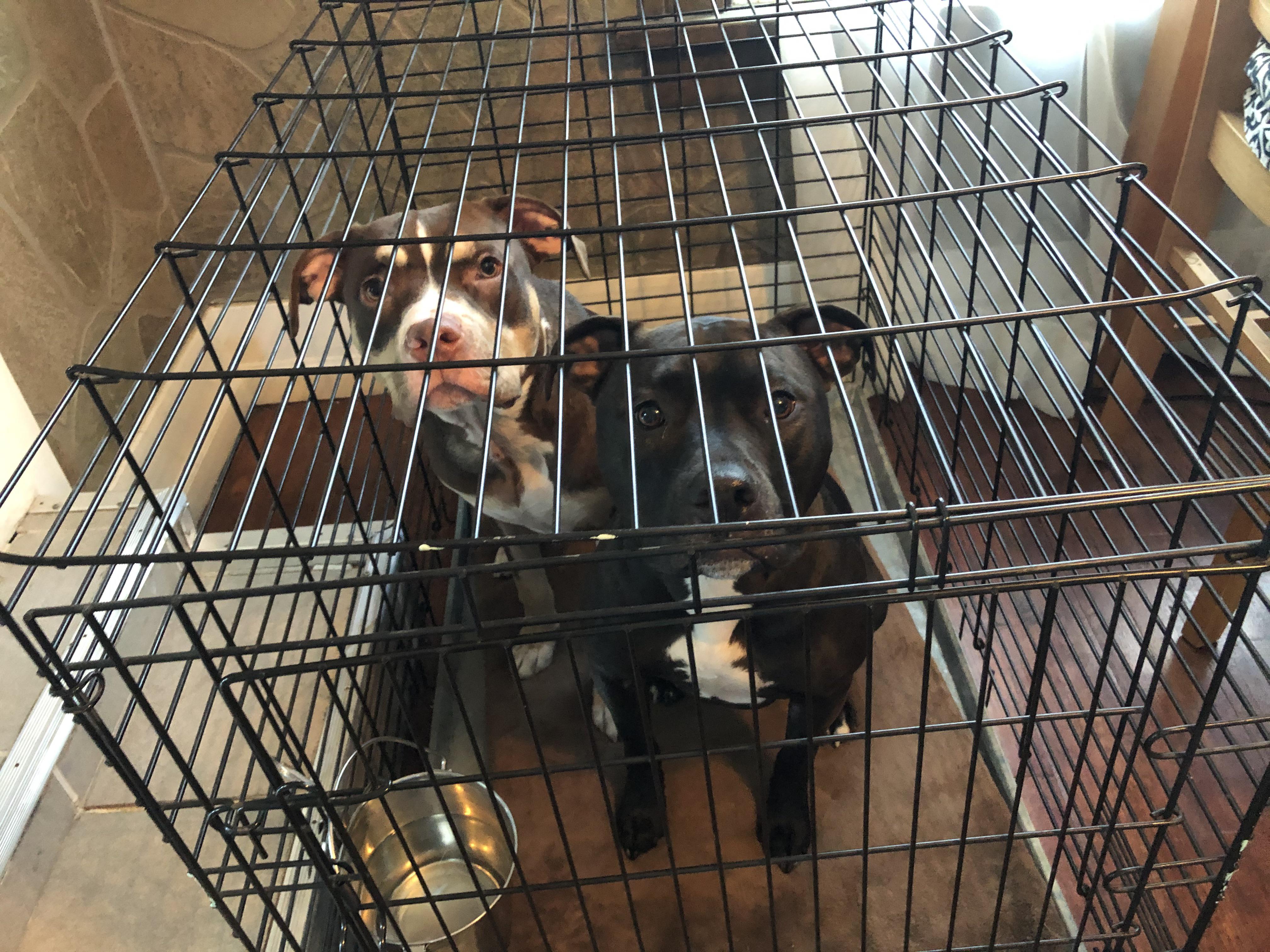 When you tell the puppy to go to his crate and your adult pittie goes in to keep him company