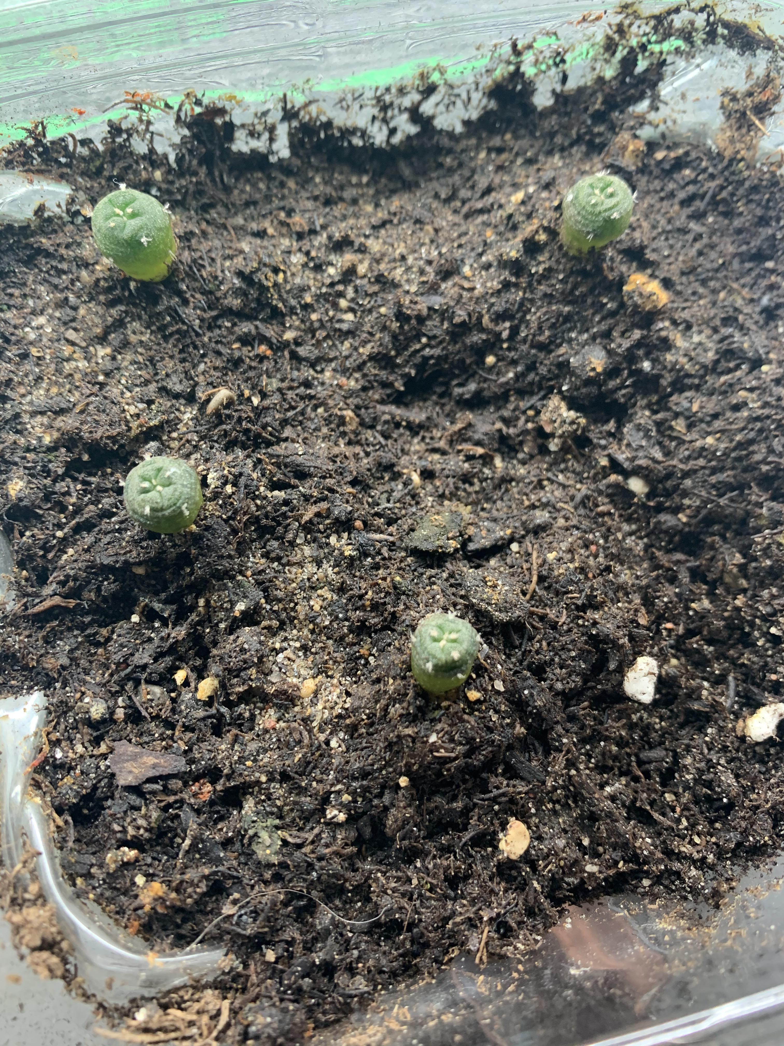 Why are my seedlings getting all wrinkly?? Please help!! Scrolller