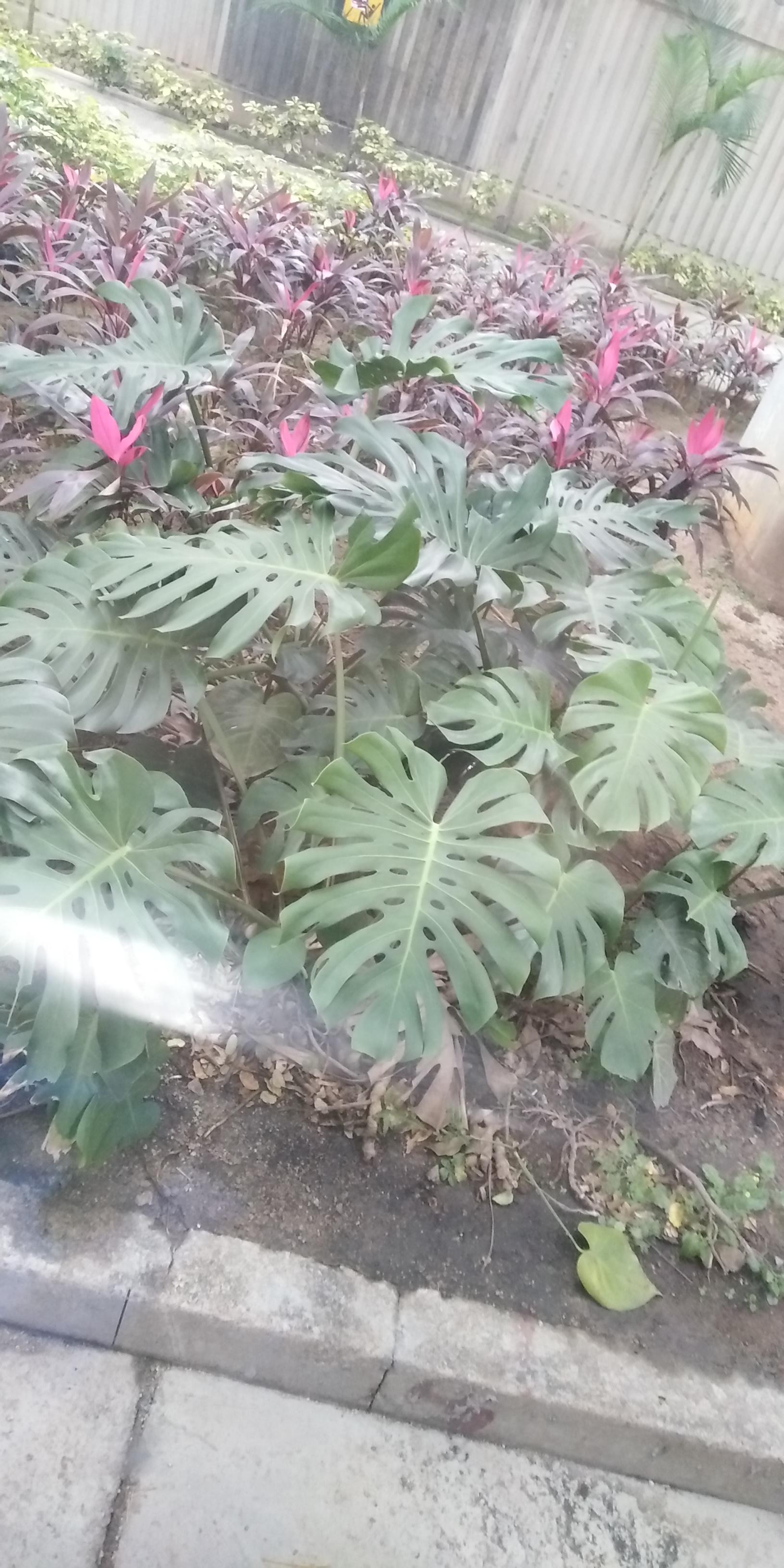 Why are there holes on these plants' leaves? They don't looks like