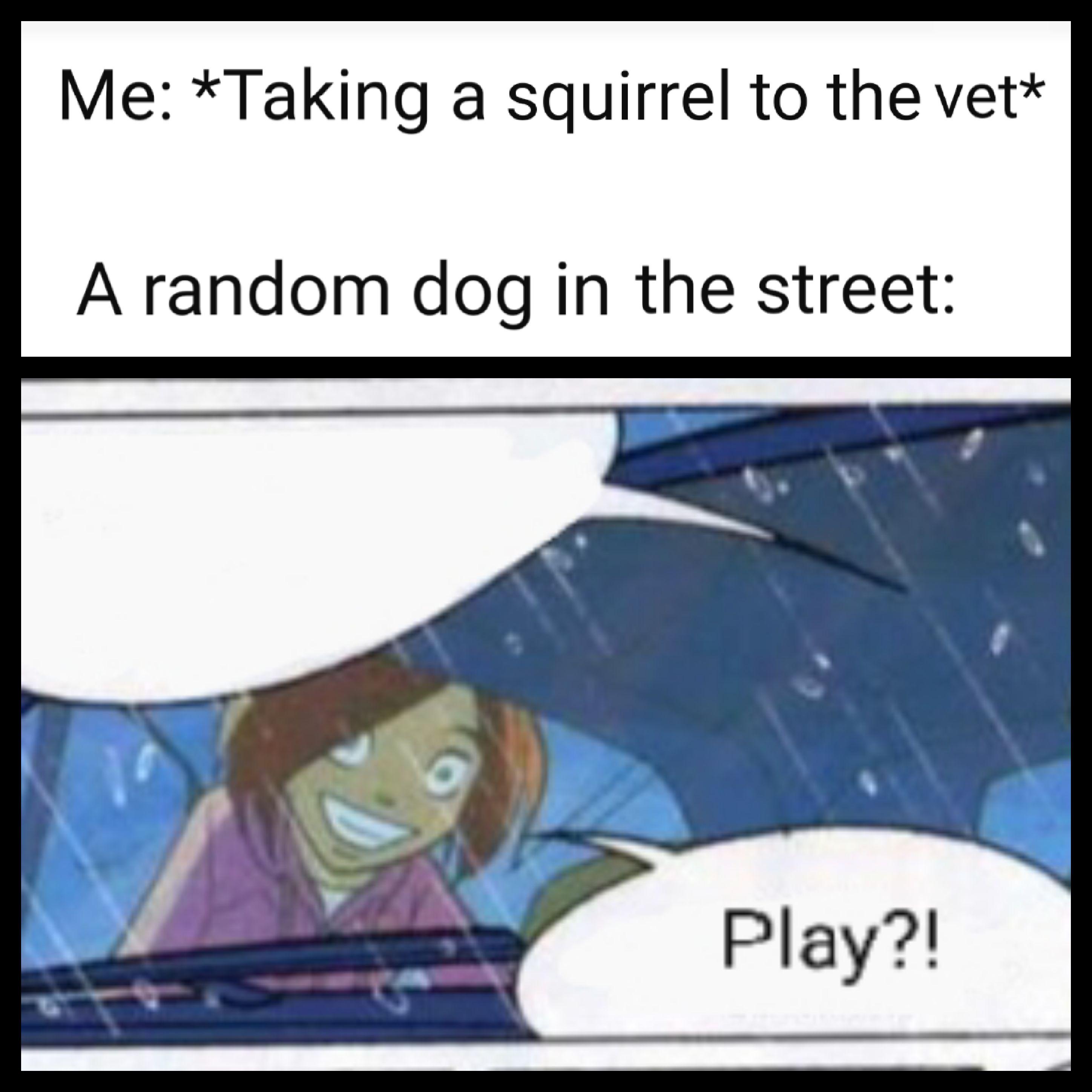 Why do dogs like squirrels? Scrolller