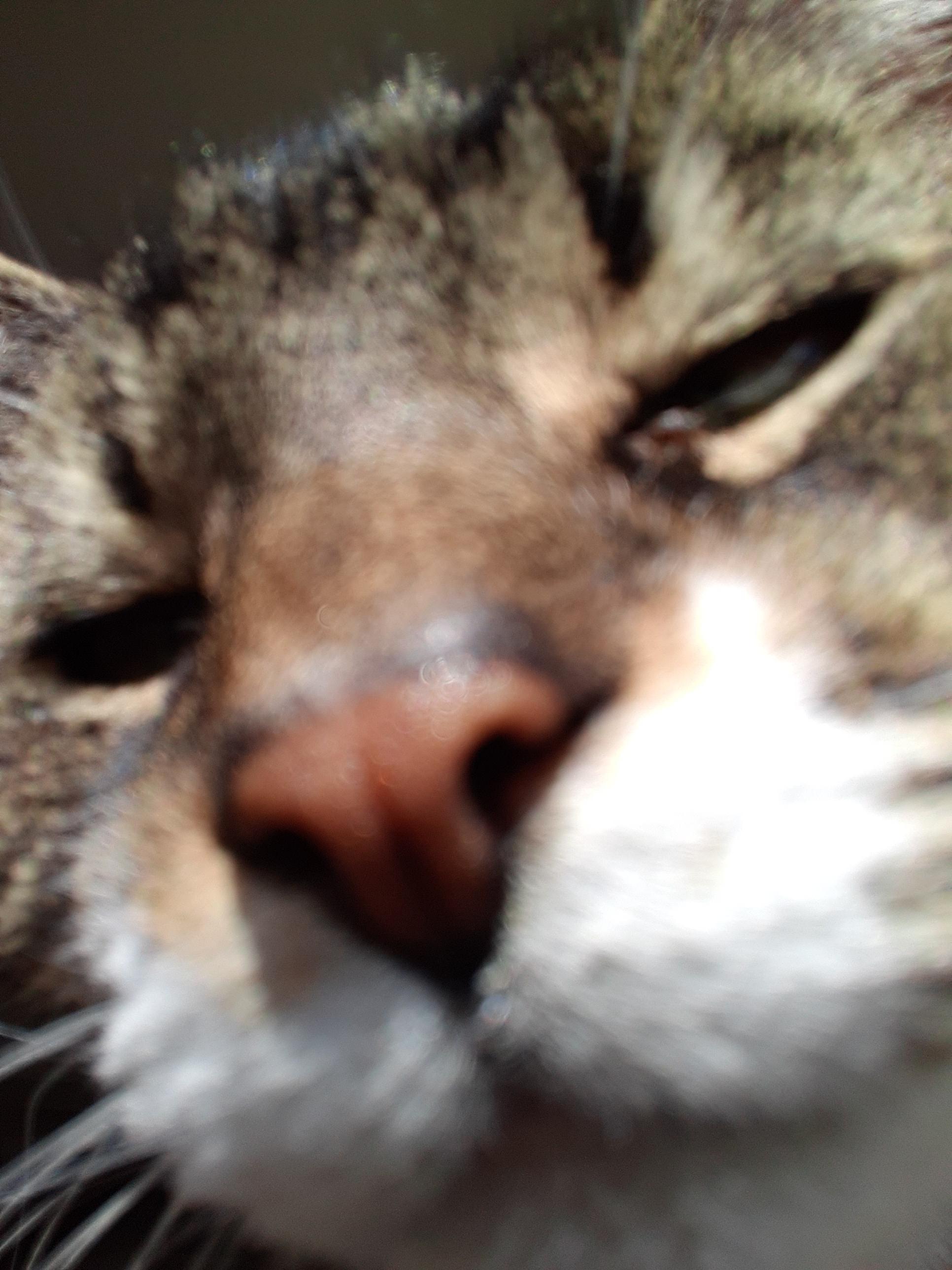 Why does my cat look high?!🤣🤣🤣🤣😅 Scrolller