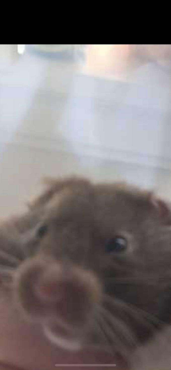 Why does my syrian hamster look alot like a rat Scrolller