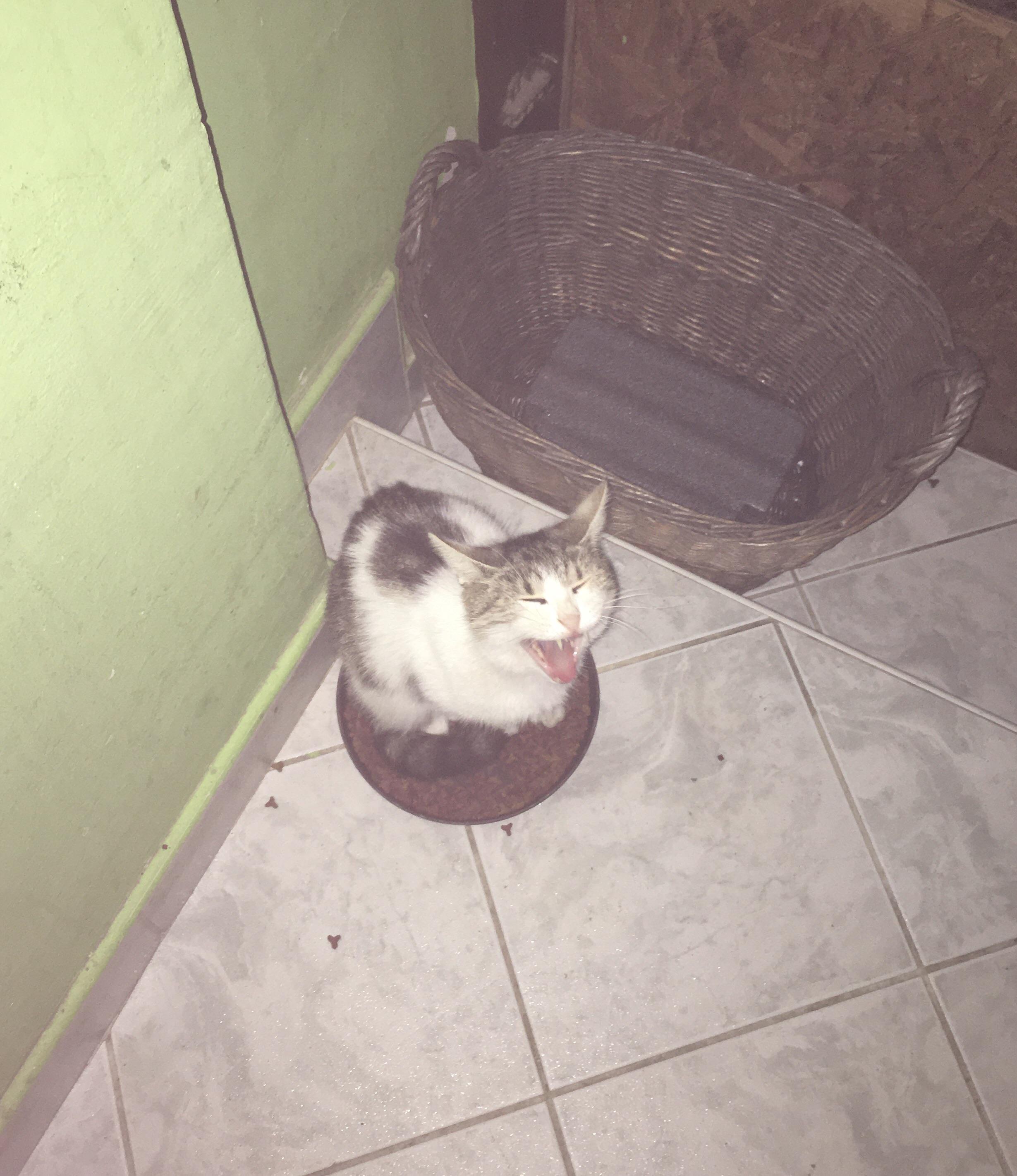 why. they have 2 cat baskets Scrolller