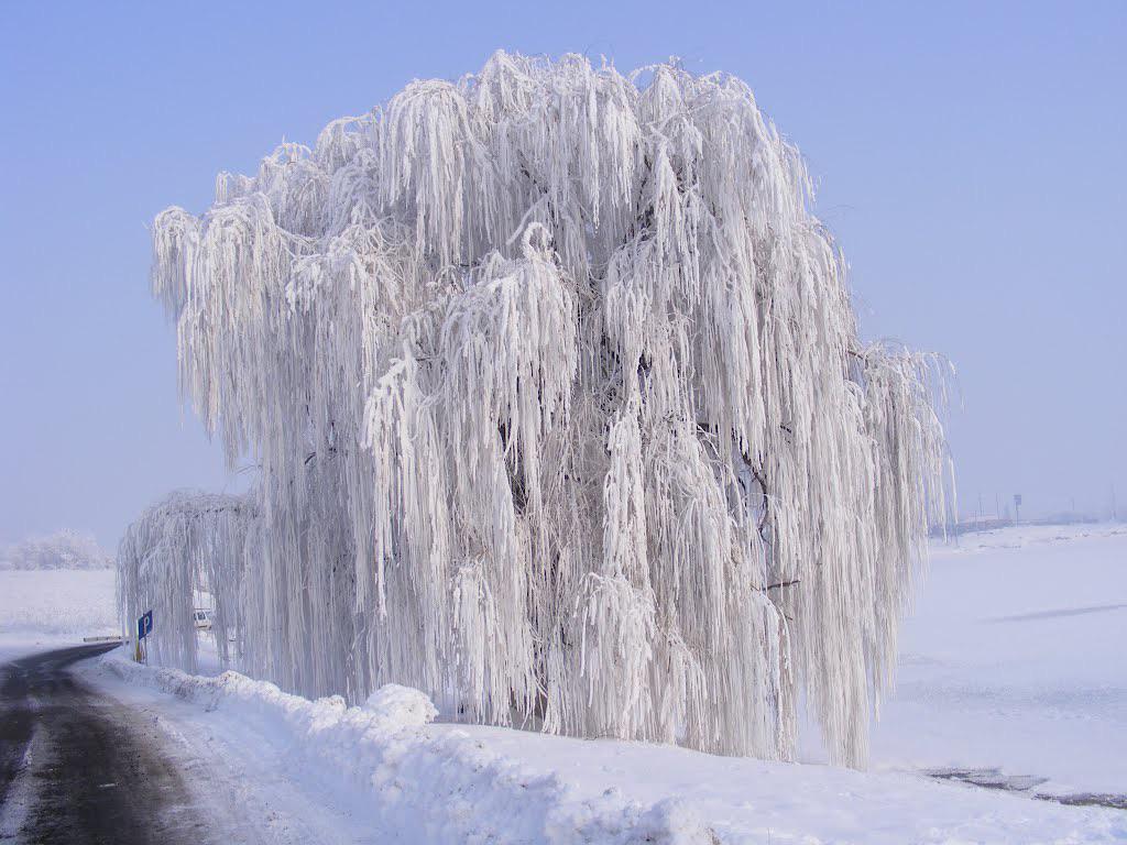 🔥 Winter Willow 🔥 | Scrolller