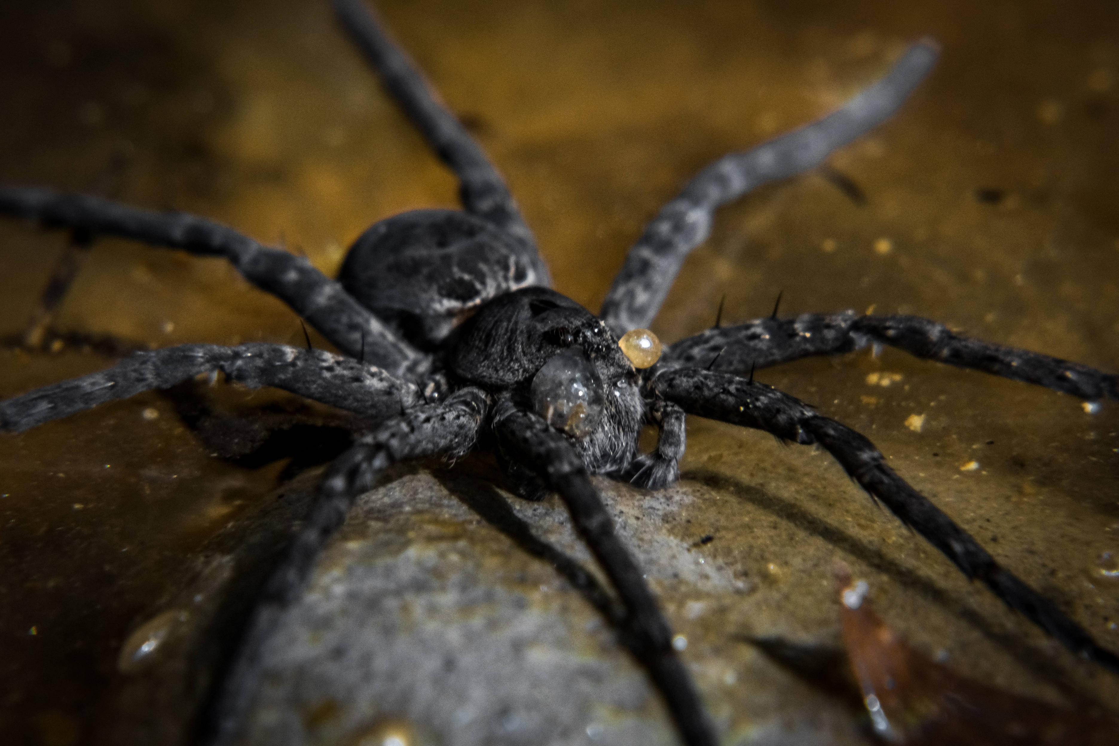 Five Rivers Spider Wolf spider in the river | Scrolller