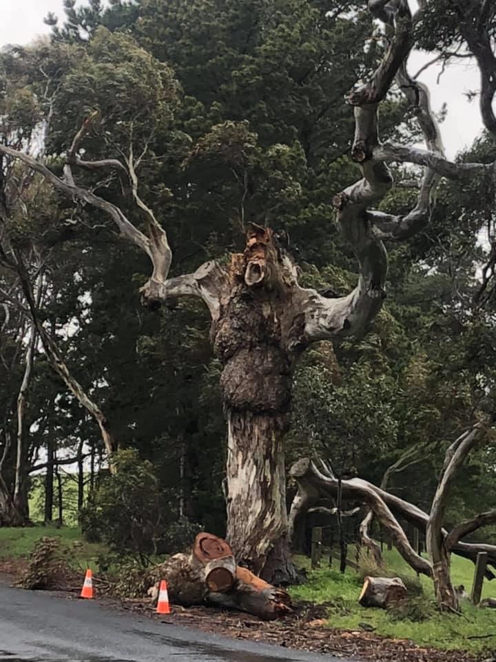 Would hate to come across this tree while tripping 🦍 | Scrolller