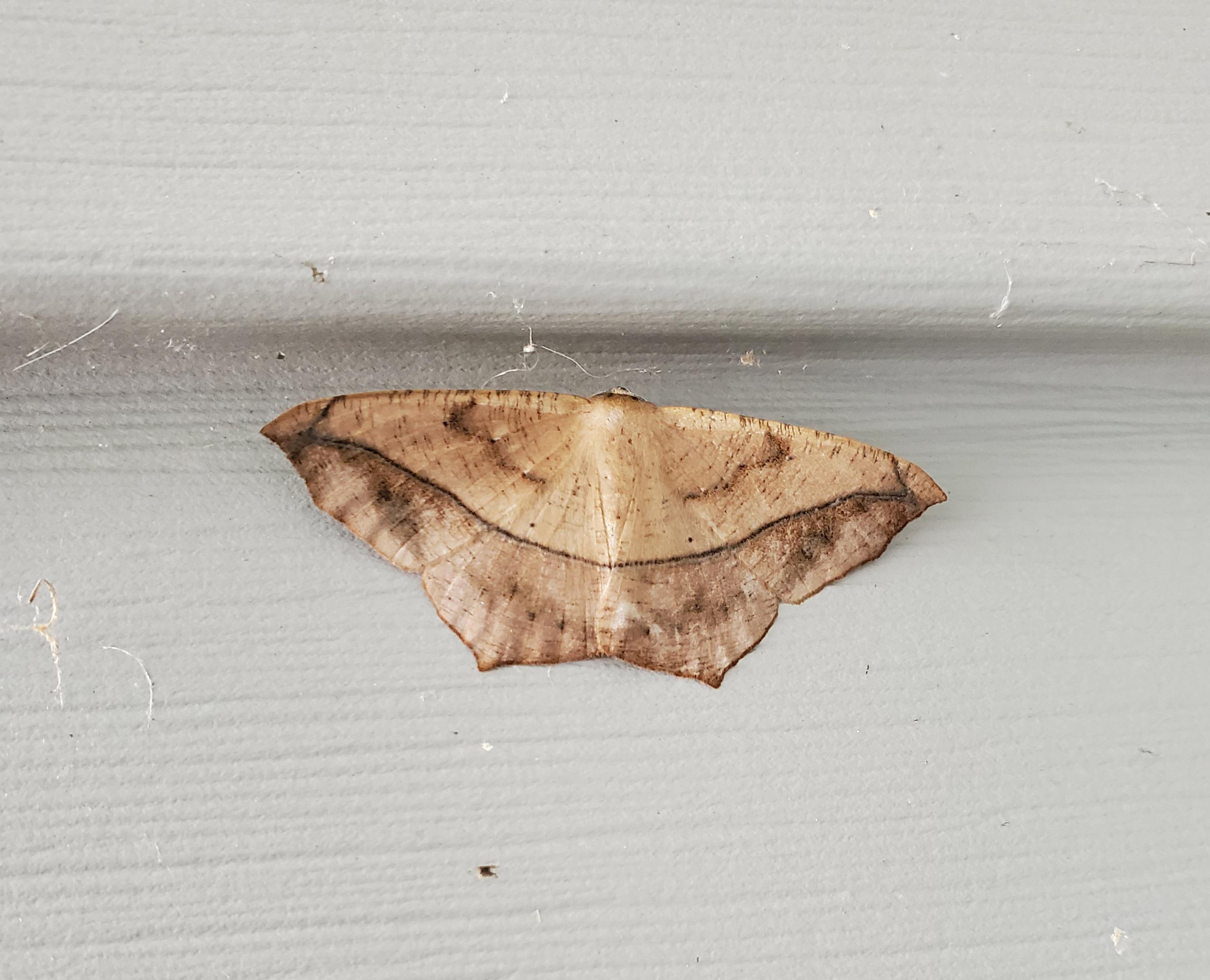 Yellow Slant Line Moth On The Siding Of A House Surrounded By Scarlet yellow-slant-line-moth-on-the-siding-of-a-house-surrounded-by-scarlet