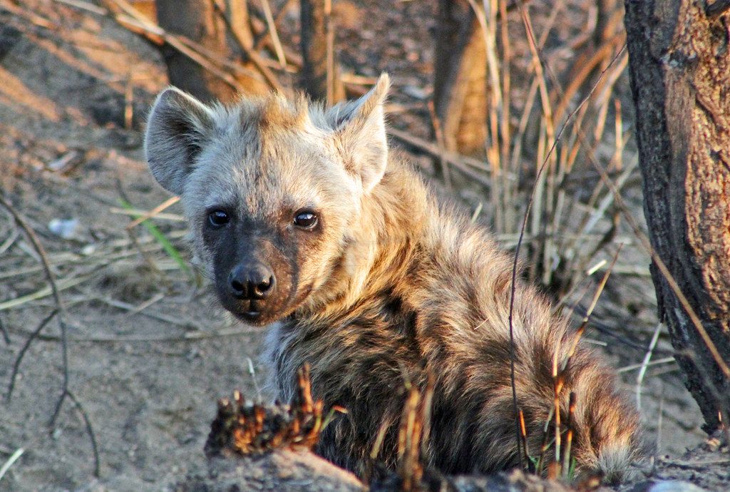 Young spotted hyena in the Kruger National Park, South Africa | Scrolller