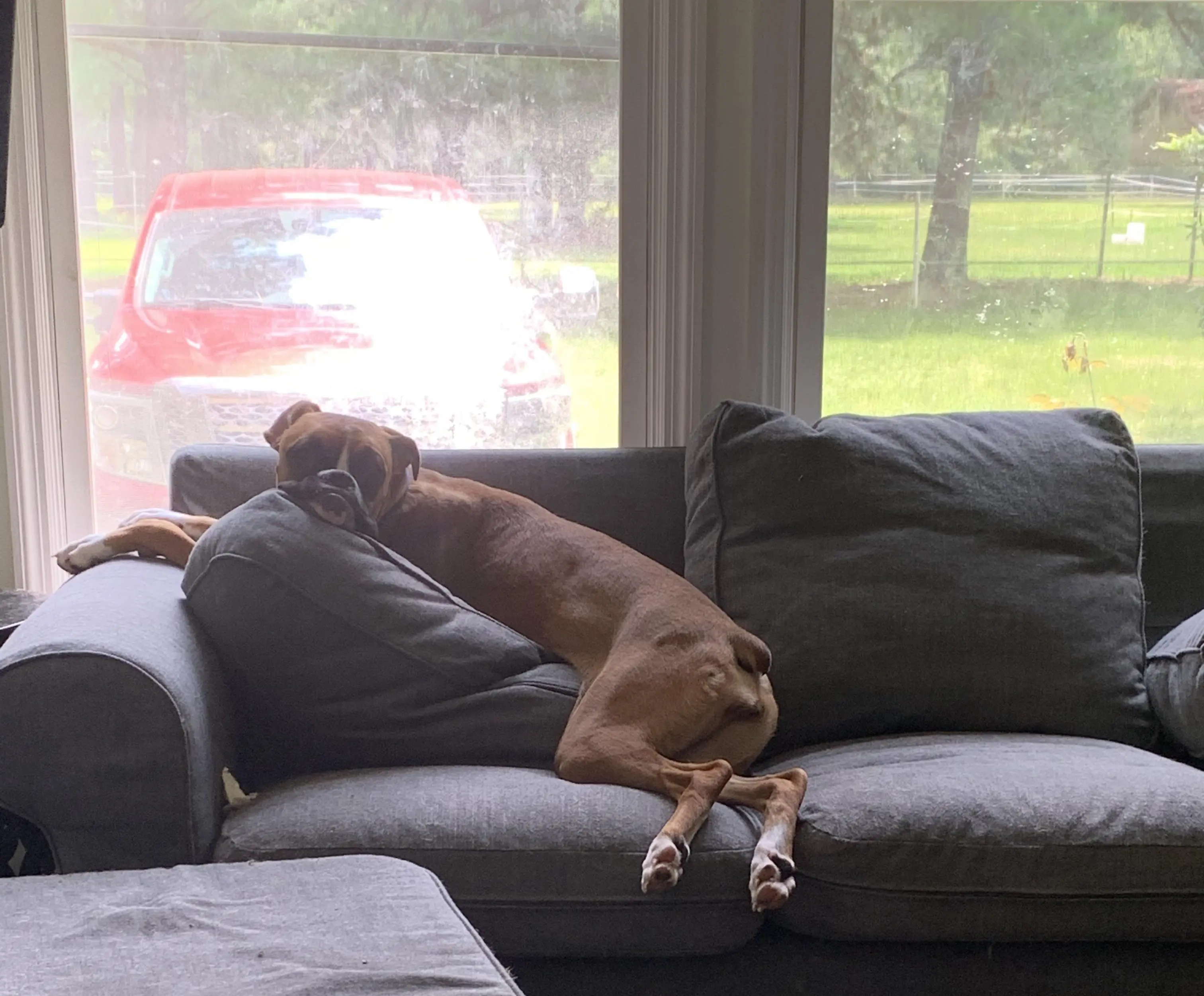 Zero shame laying across pillows like a chaise lounge. | Scrolller