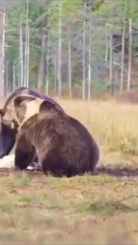🔥A brown bears strike 