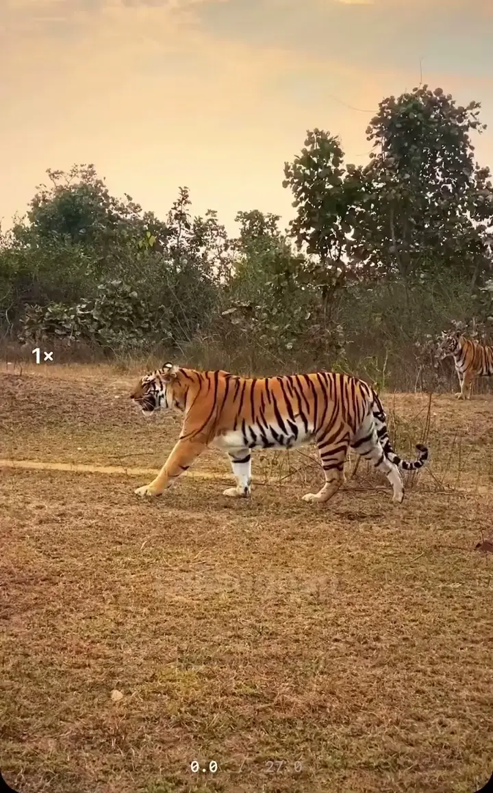 🔥 A fantastic sighting of Baras and her 3 little ones. 