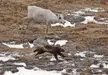 🔥 A female reindeer chasing a wolverine away from her calf 