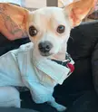 “Chihuahuas may be small, but their loyalty is immeasurable.” 