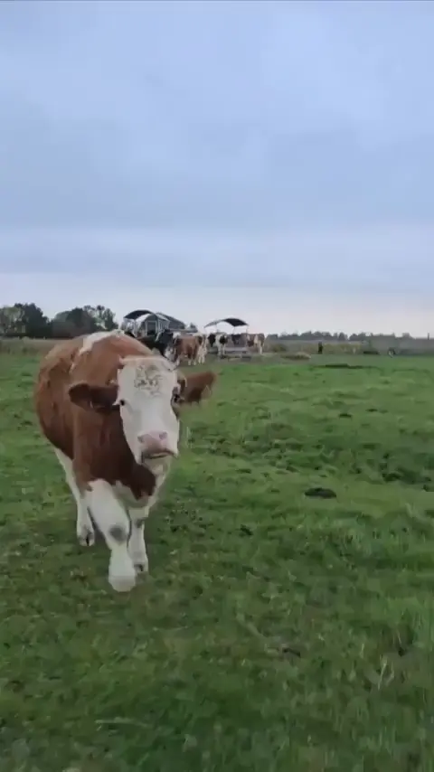 "I like to moove it"