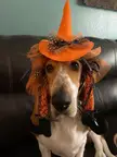 🧙‍♀️ Insert witch voice 🧙‍♀️ 2 more days till Halloween 
