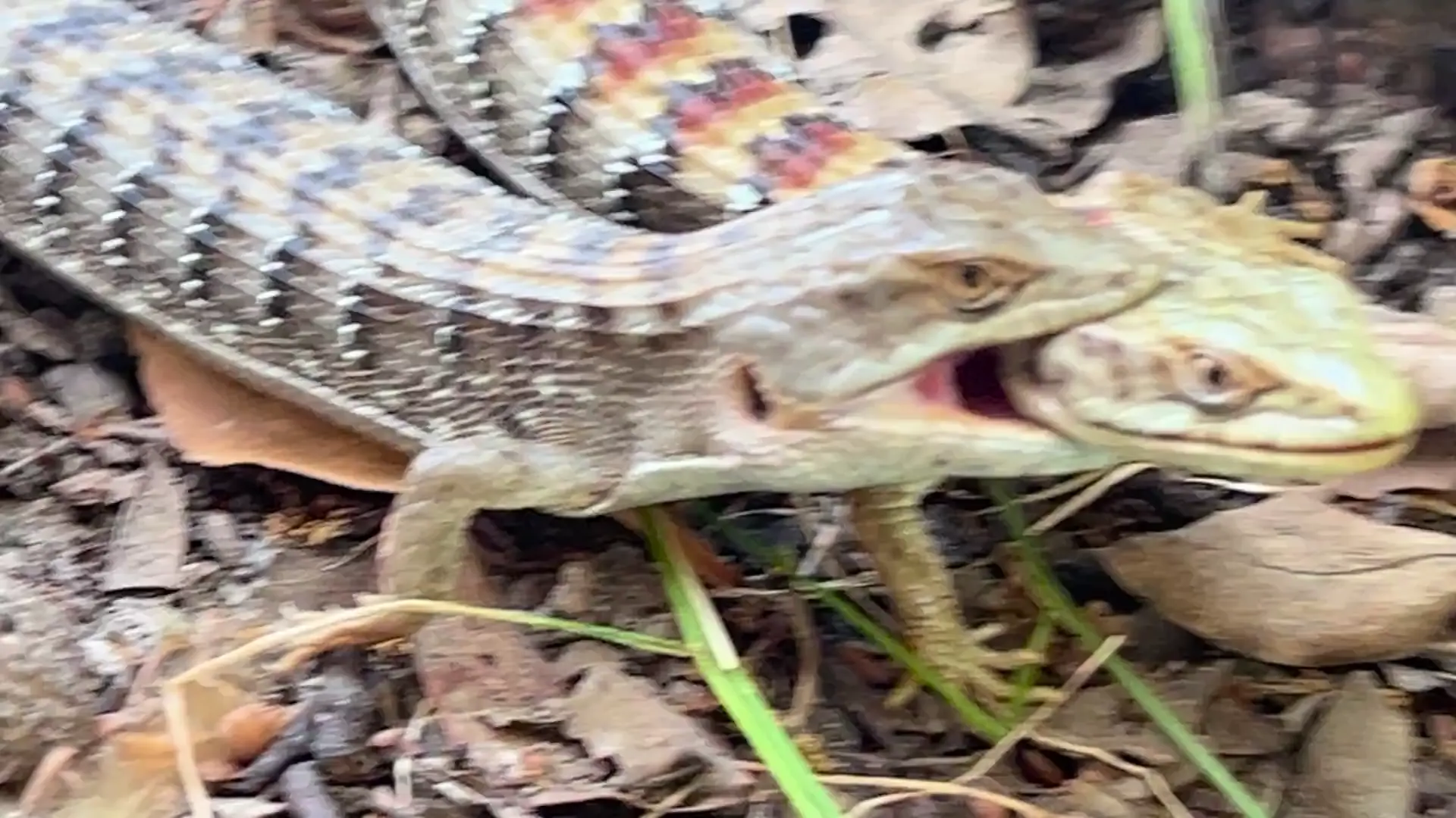 🔥🦎🐊 Mating or Murder?