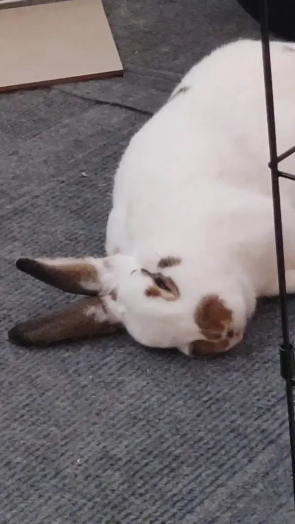 sleepingbuns