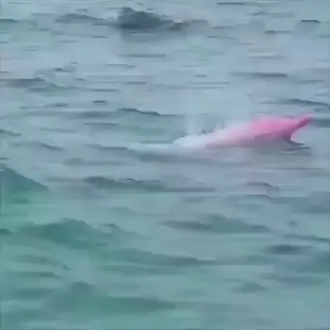 🔥Pink River Dolphins