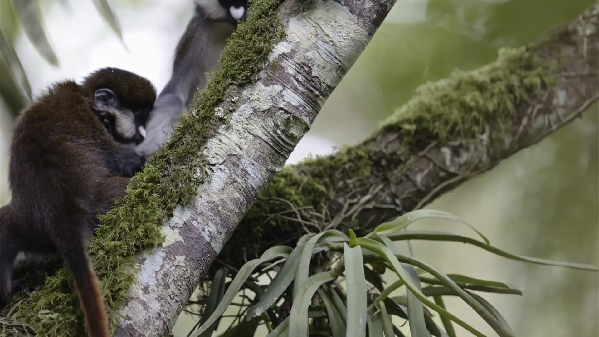 🔥 red tail monkeys playing
