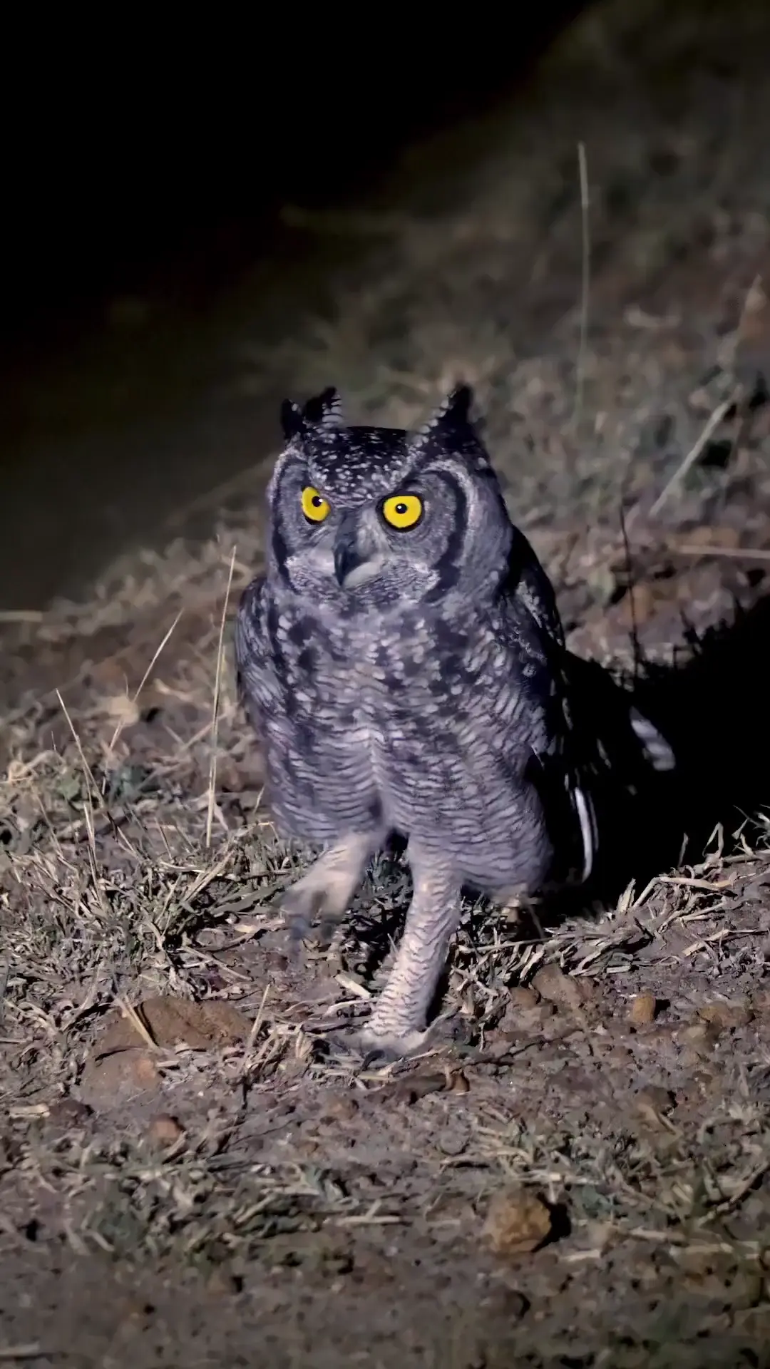 🔥The Eurasian eagle-owl (Bubo bubo)