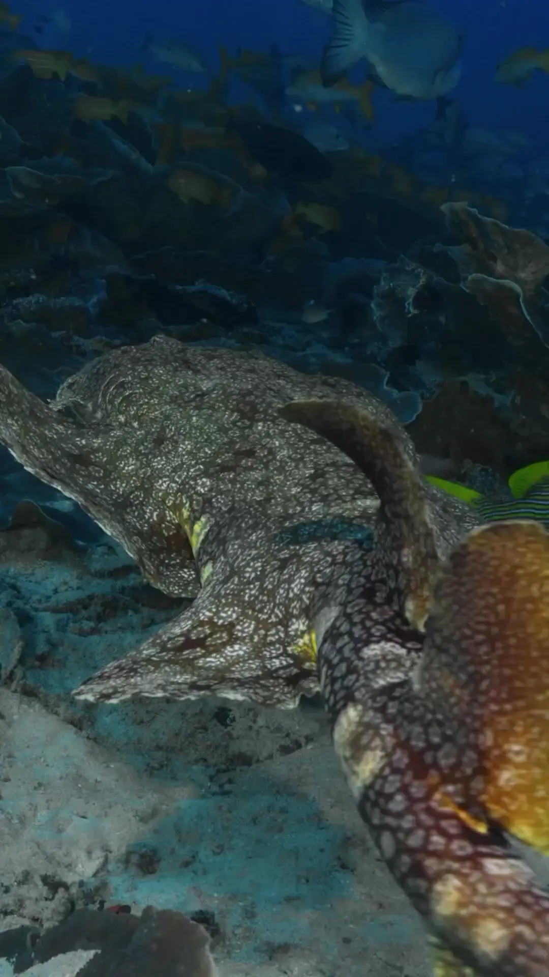 🔥The Tasselled Wobbegong (Eucrossorhinus dasypogon)