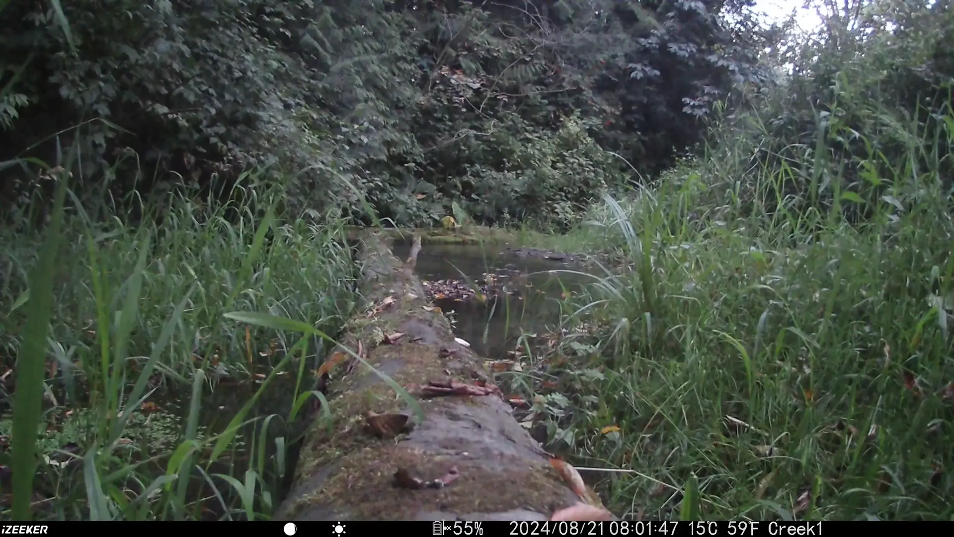 trailcam