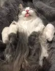 0% catnip. 100% typical cat.
