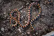 Spotted Harlequin Snake (Homoroselaps lacteus) from South Africa, venomous