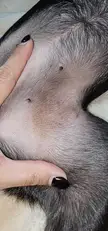 Could this be dirt or sebum?