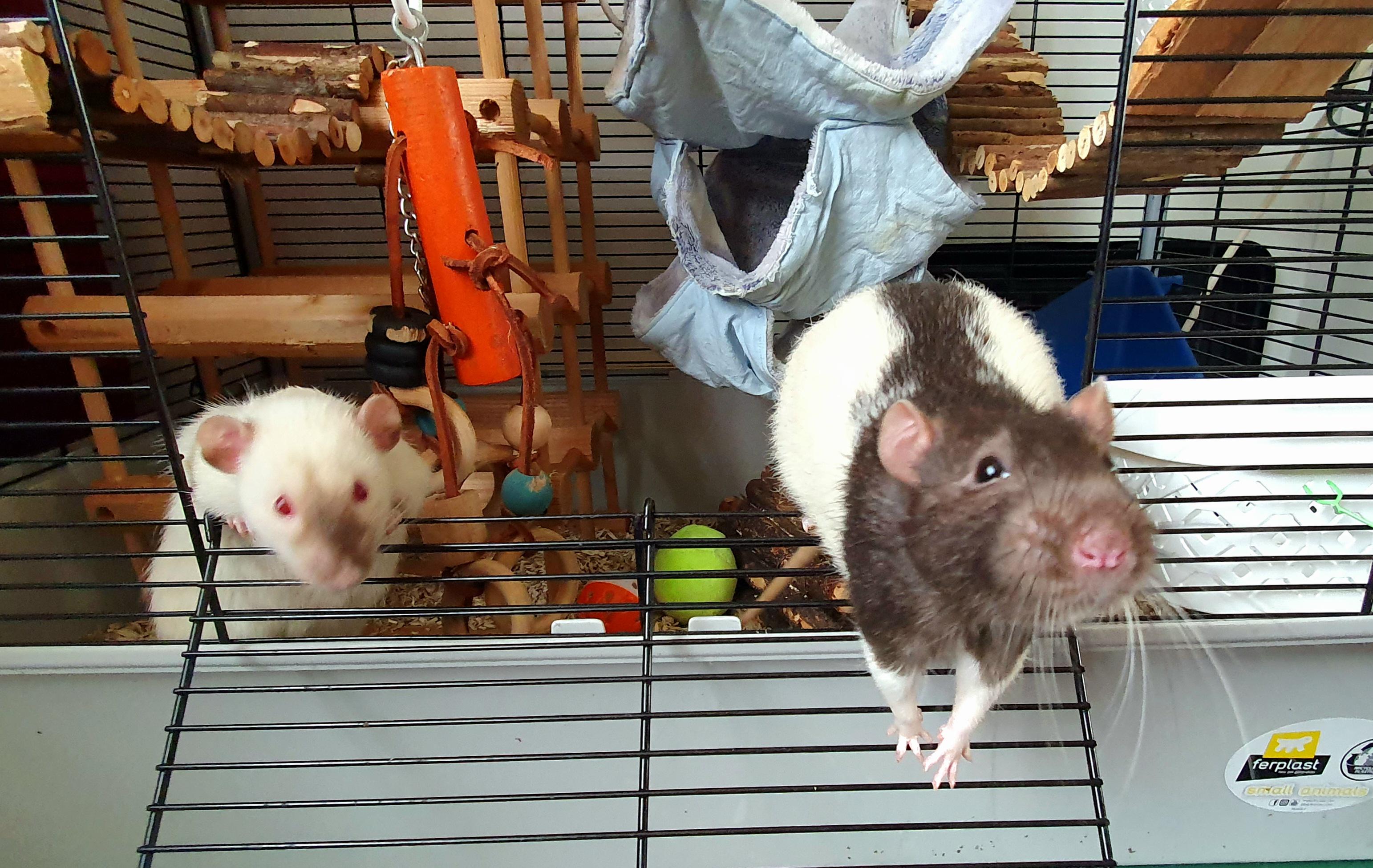 How do i get my rats to smell ratty again?