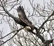 Bald Eagle - Putnam Lake, NY