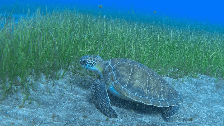 gopro_underwater