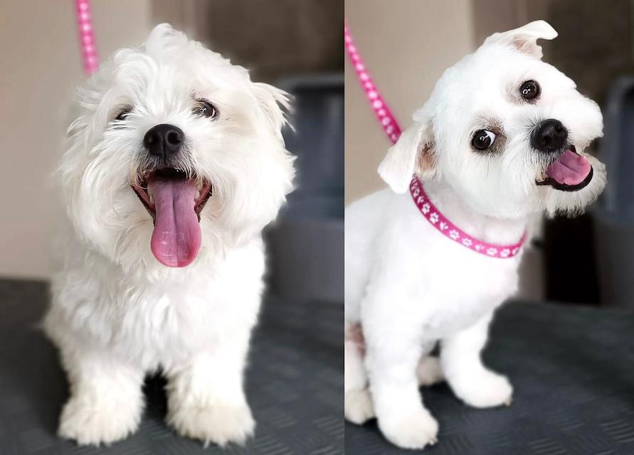 My dog looked like a Swiffer duster, so I gave him a fancy haircut