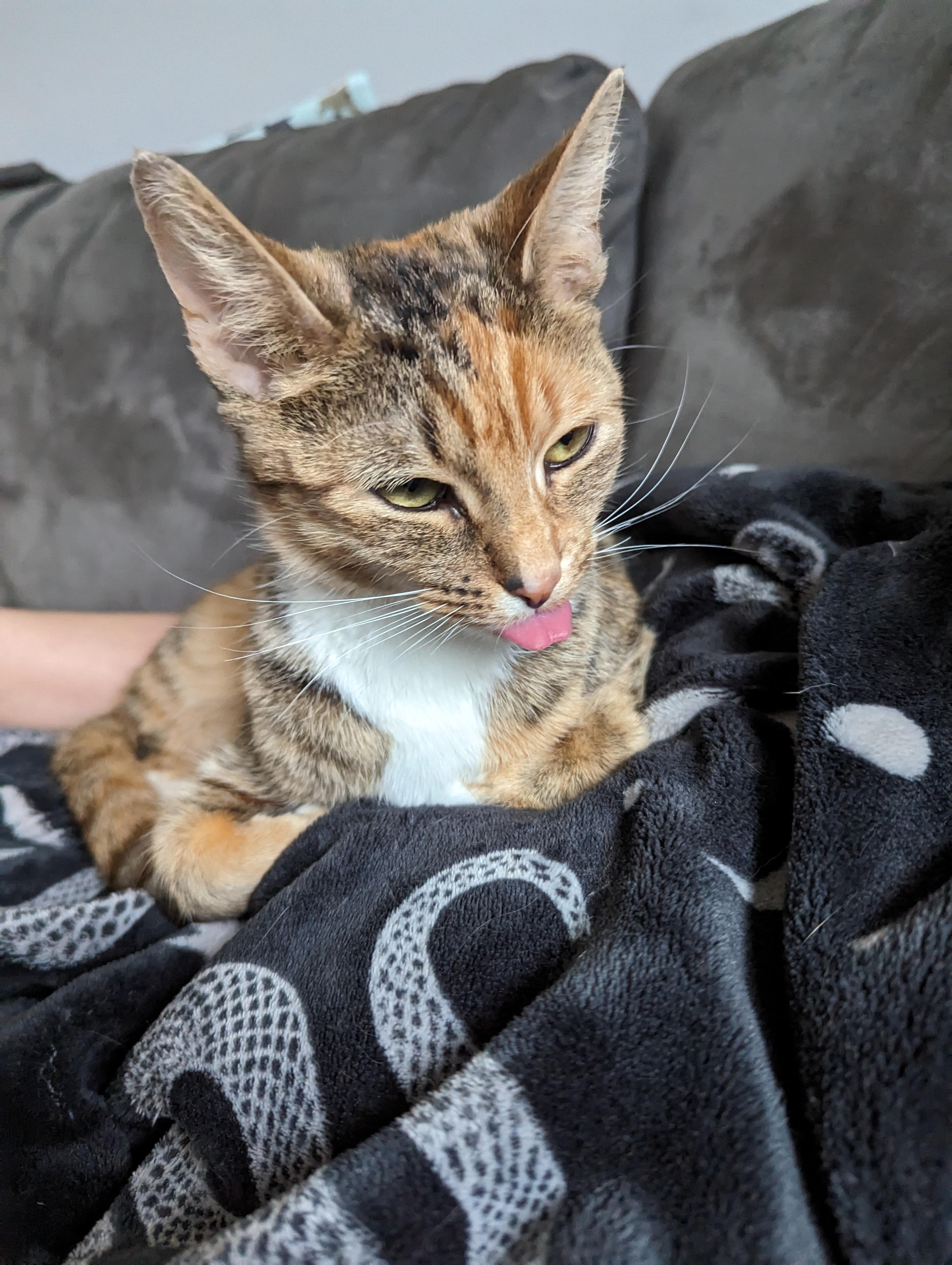 Biggest blep i've ever seen 