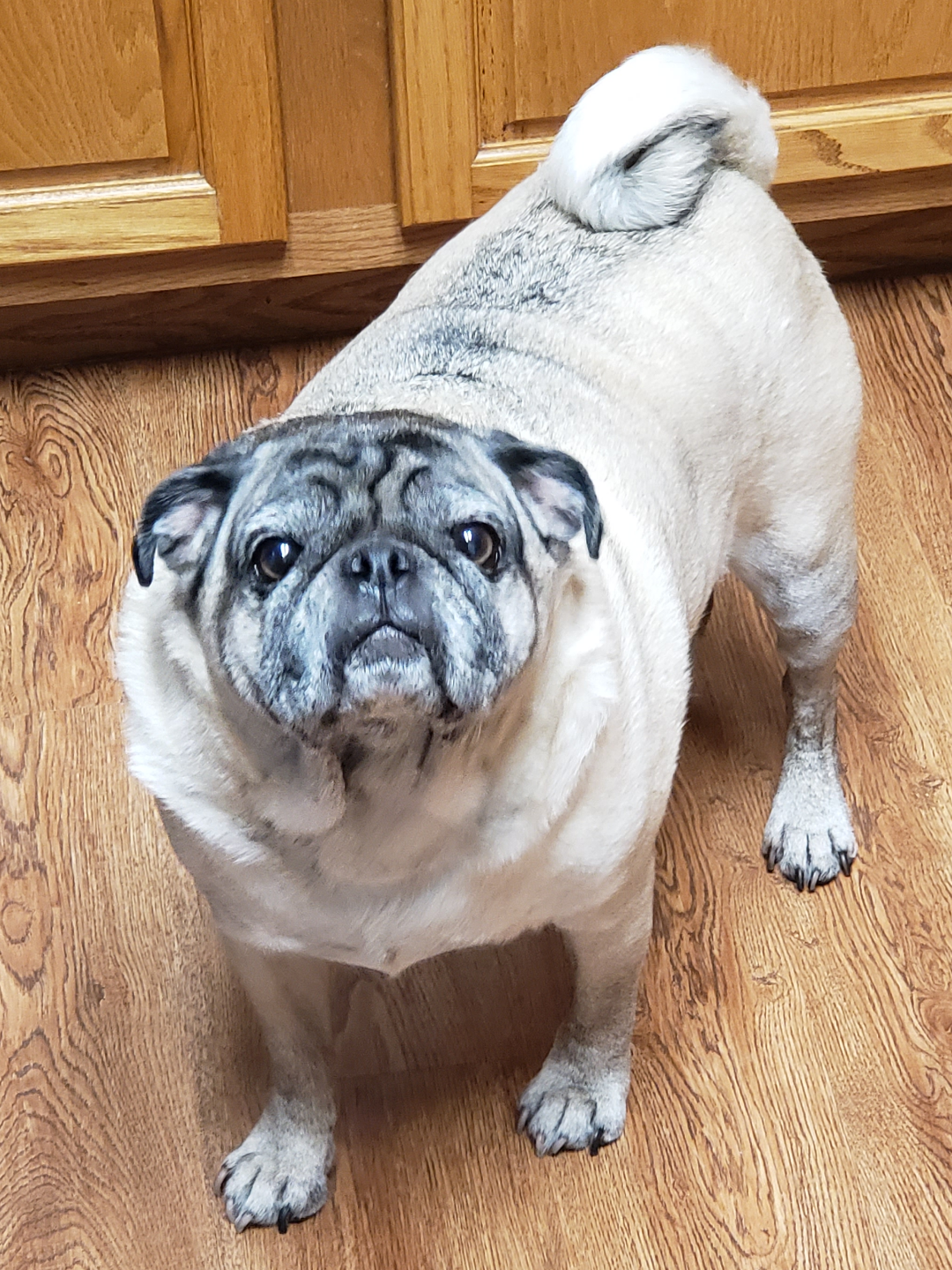 Roscoe AKA the Smush!