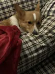 BabyCorgis