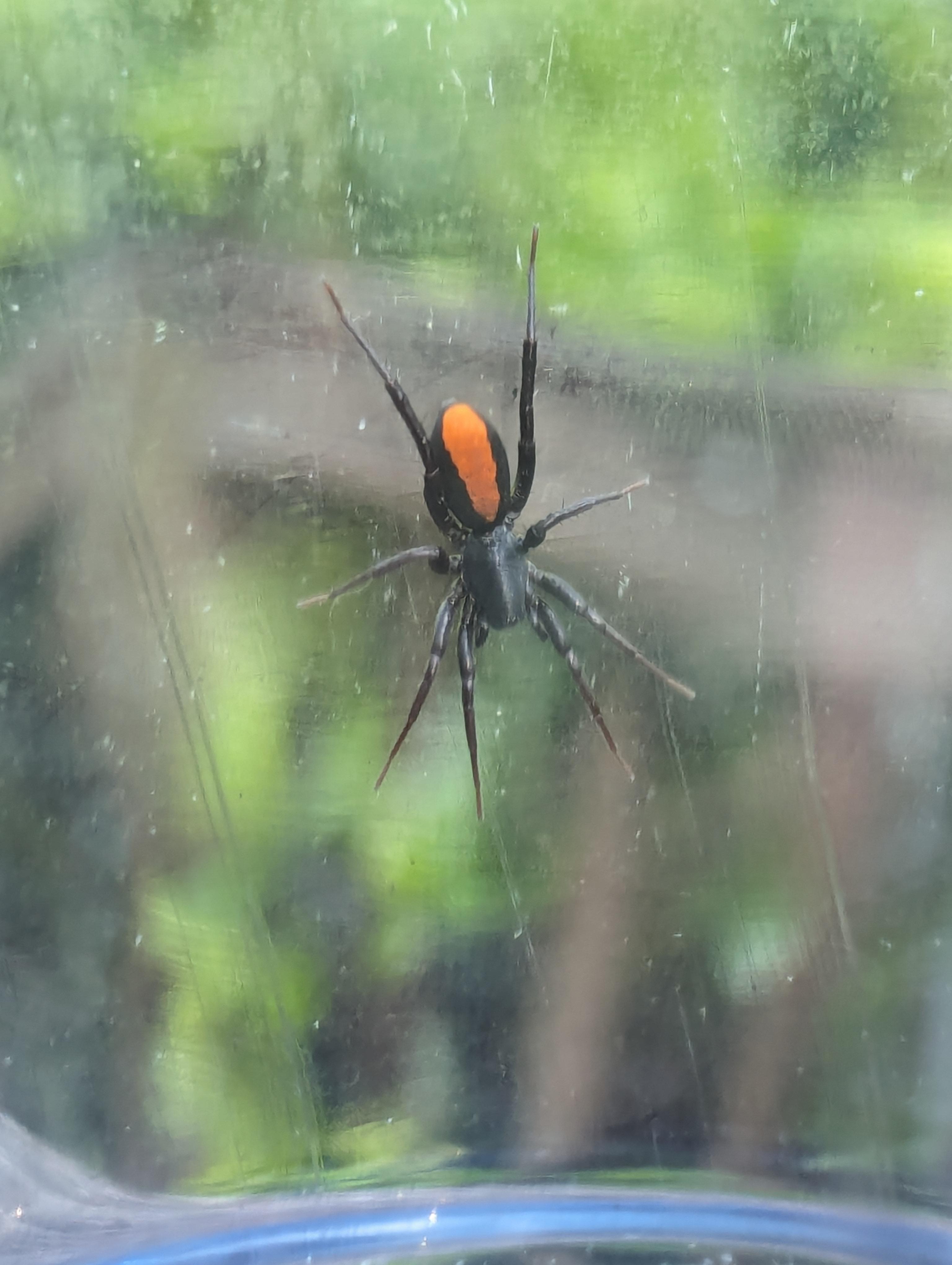 Is this a redspotted antmimic sac spider? Location GA, USA