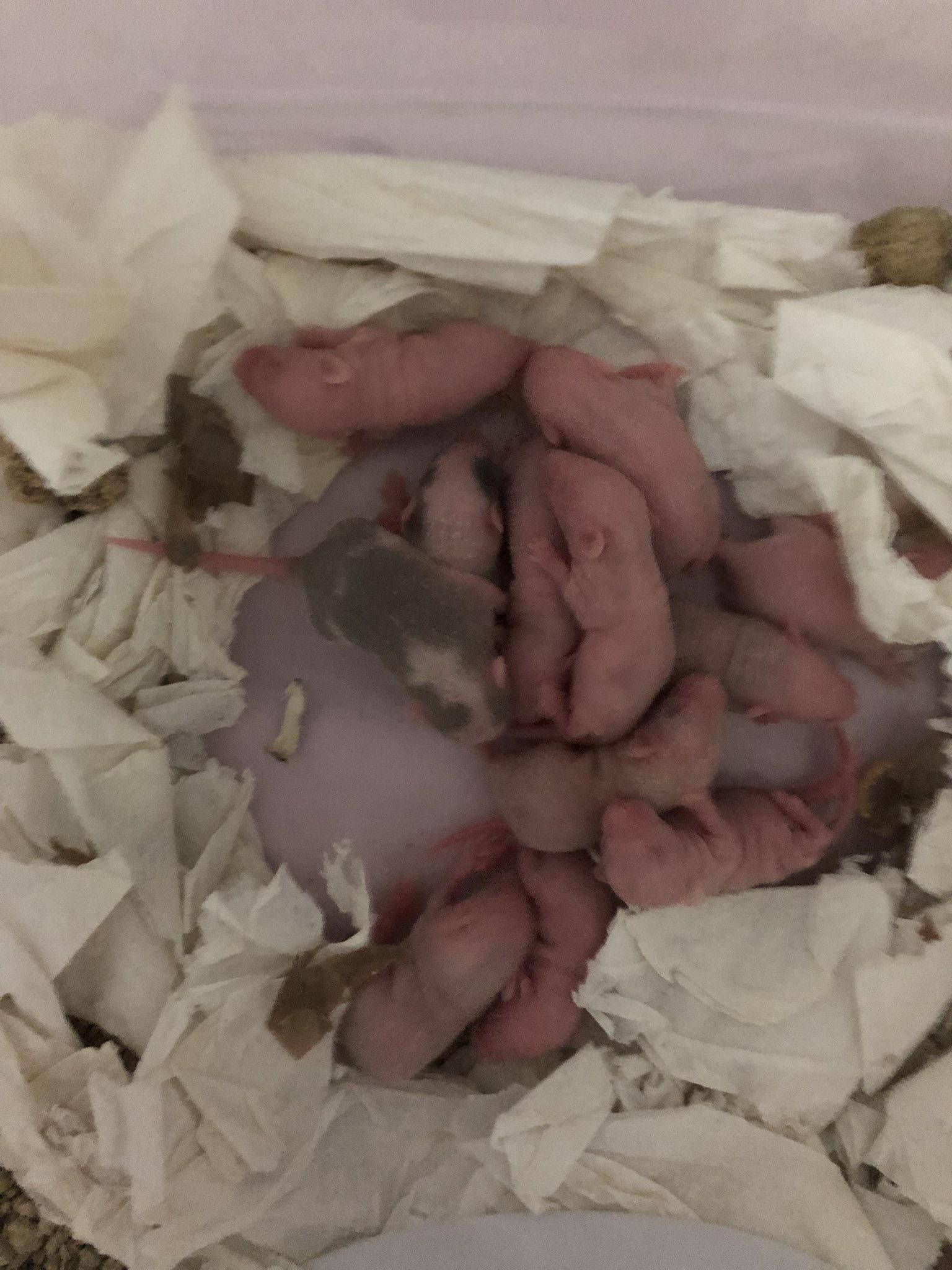 Update on the jelly beans! All 12 of them alive and healthy, will be growing fur in the next few days