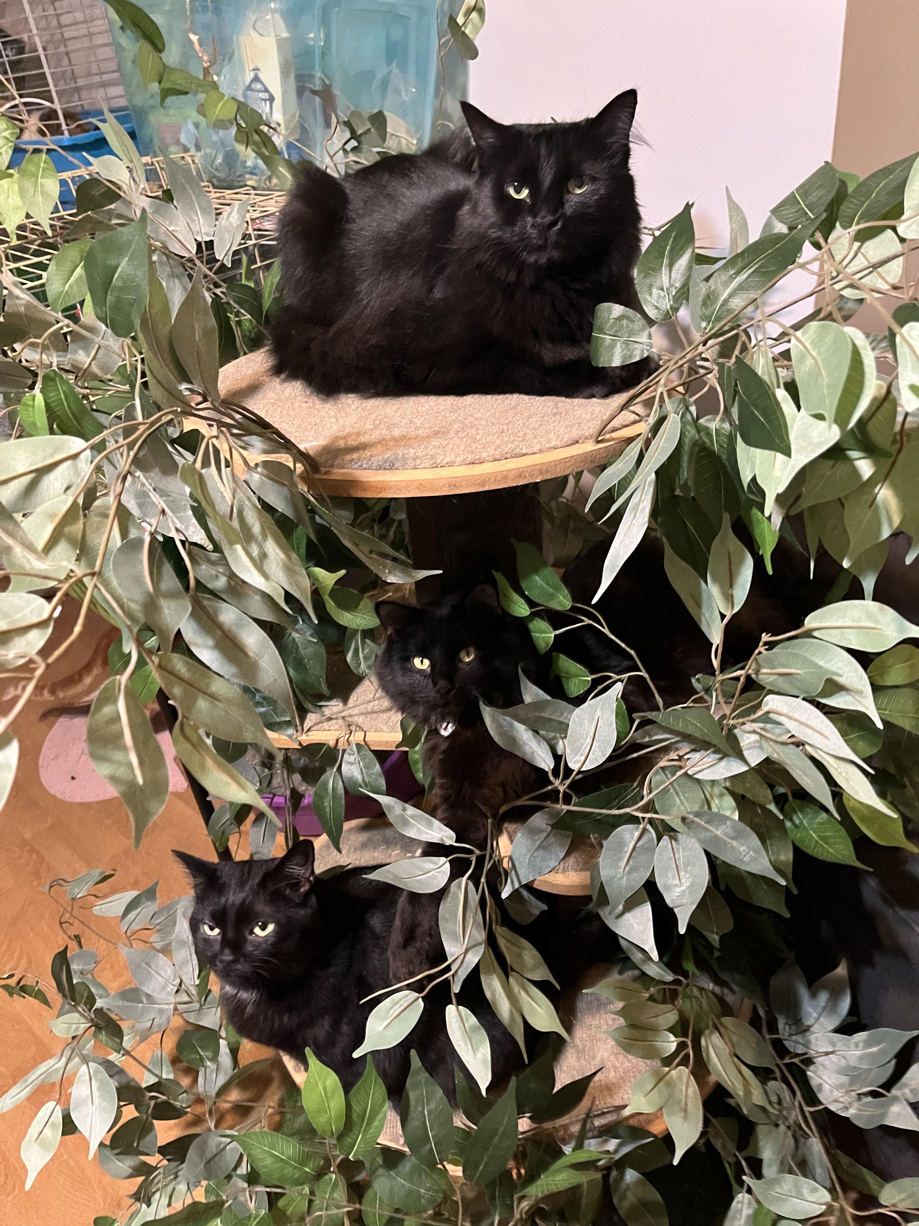 Top Secret black cat meeting at the cat tree this morning…..pretty sure they were discussing World Domination!