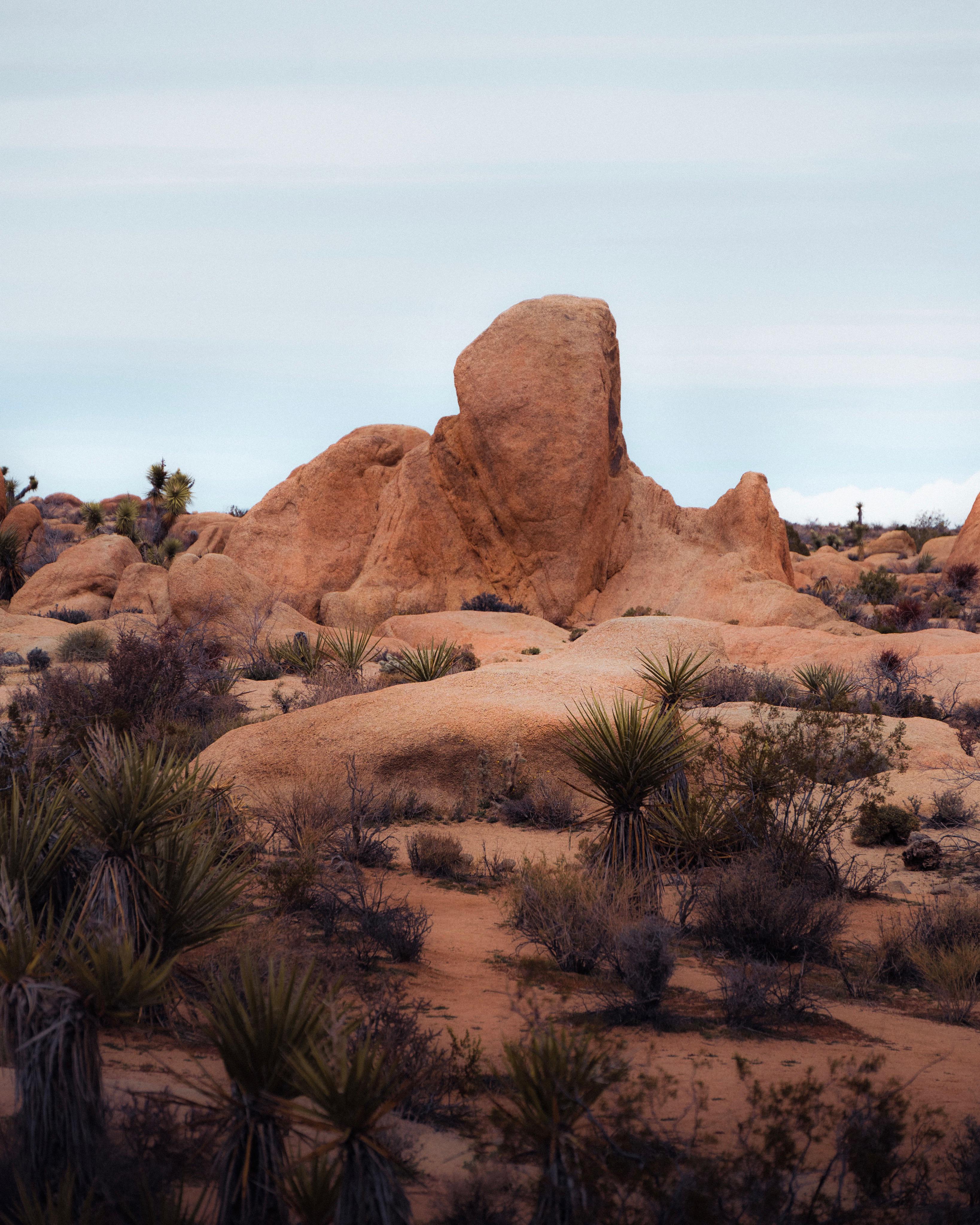 The beautiful Joshua Tree National park 🇺🇸 So happy I visited