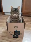 My mom's cat found the trap