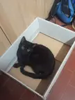 big trap small catch, the cosmic void has eyes
