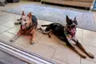 Puppies Smiling After a Walk :)