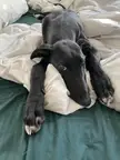 Does anyone have a bottomless pit? This boy (almost5months) is eating anything and everything he can get his paws on.
